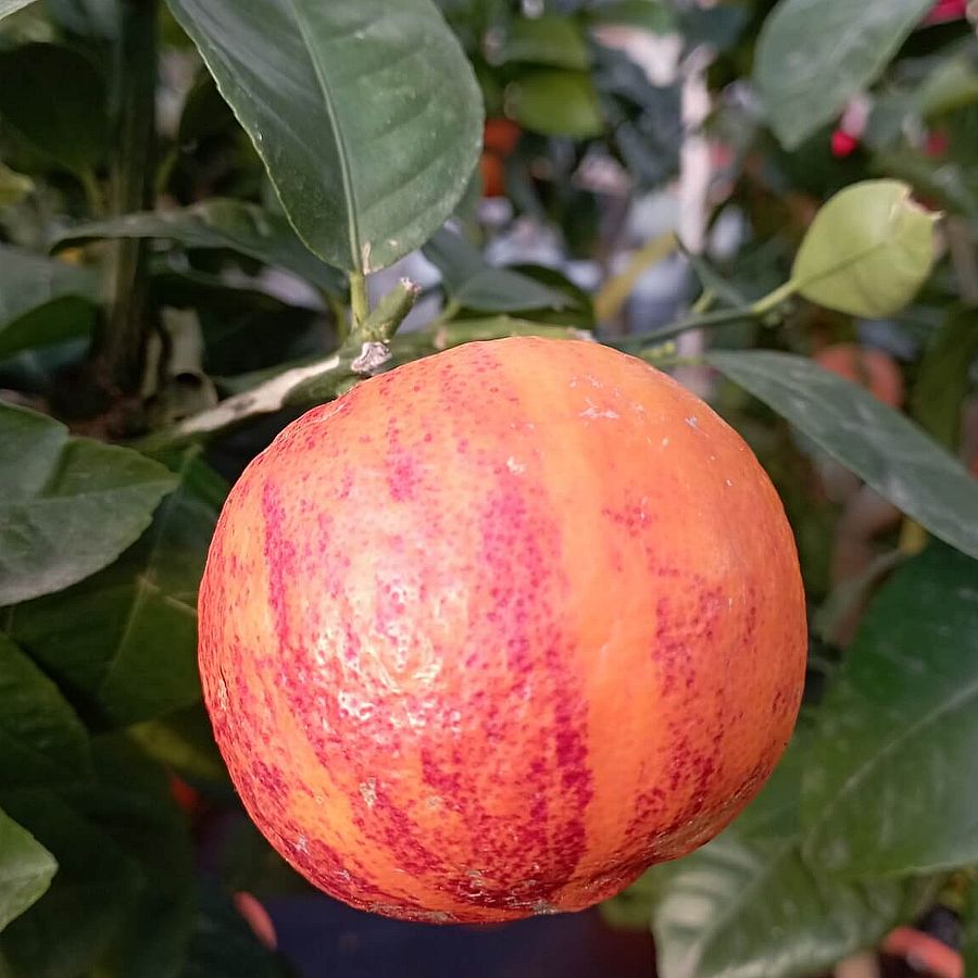 Szivárvány narancs Citrus sinensis 'Arcobaleno'